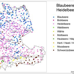 AdA-Karte: Blaubeere / Heidelbeere
